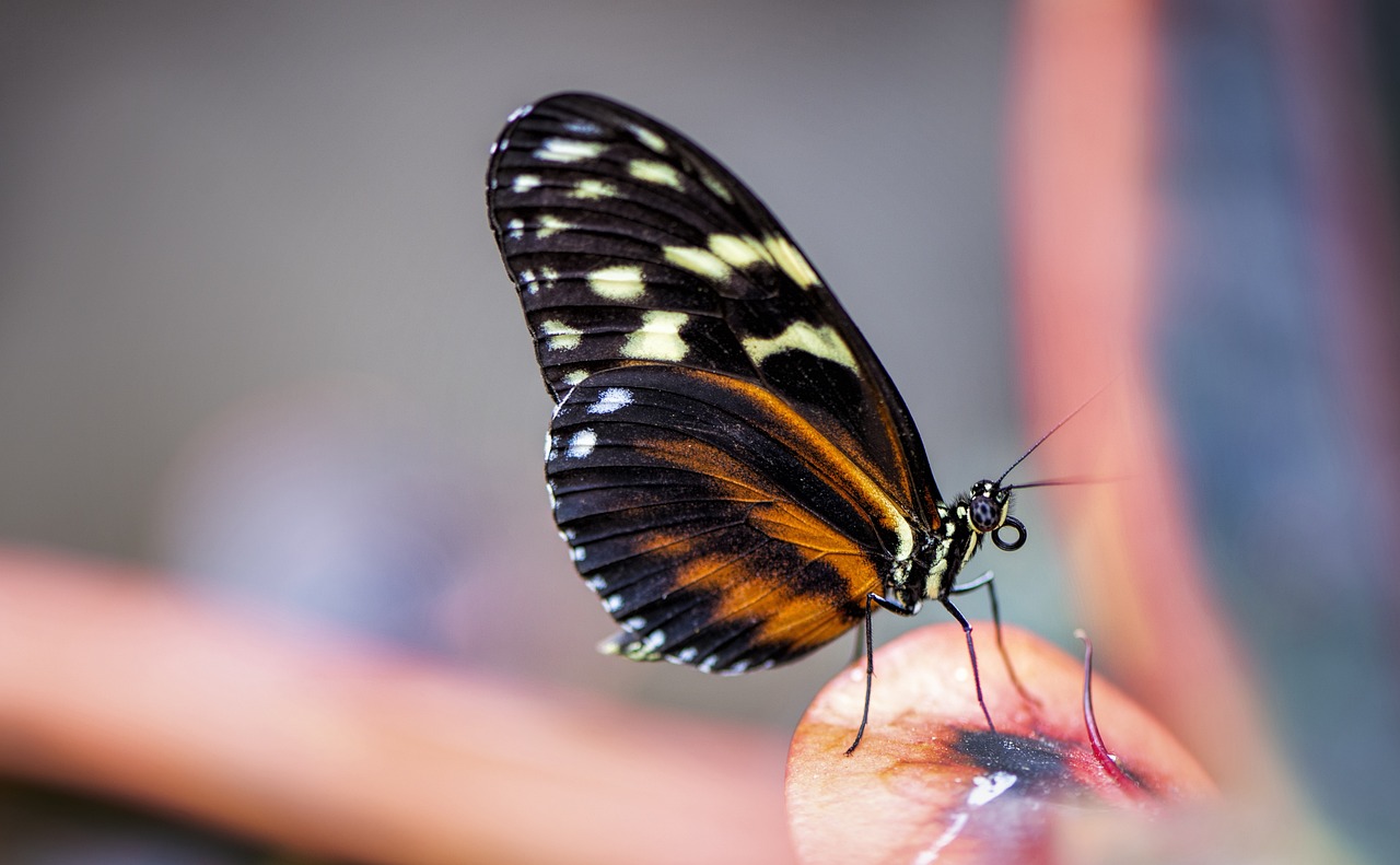 Entomophagy: Can Eating Insects Save the Planet?